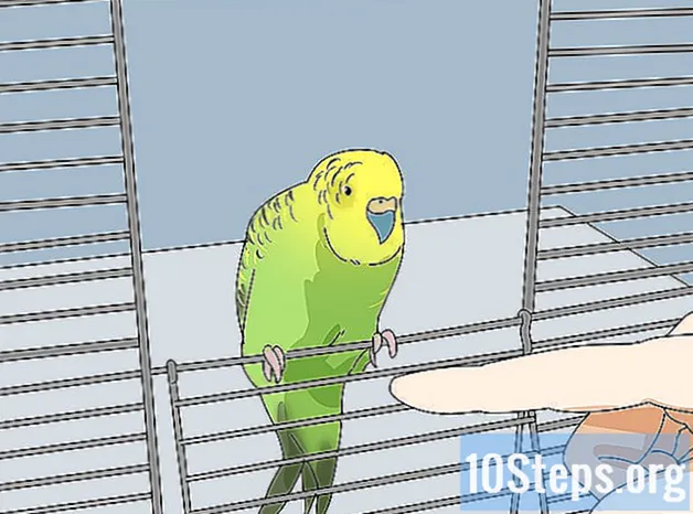 Hur man stoppar en parakit från att bita - Kunskaper