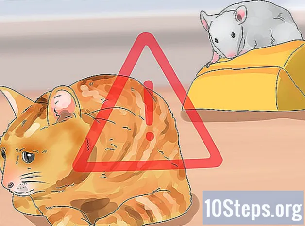 Cách chăm sóc chuột