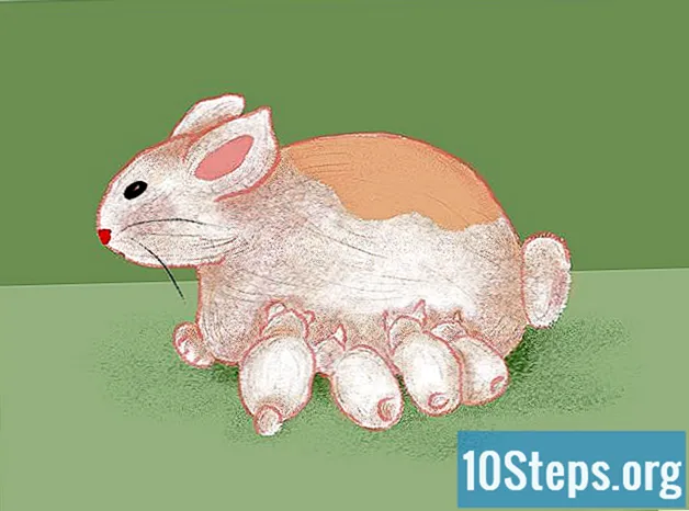 Hamile Bir Tavşana Nasıl Bakılır