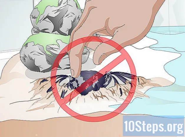 Cum să aveți grijă de un crab de diavol thailandez purpuriu