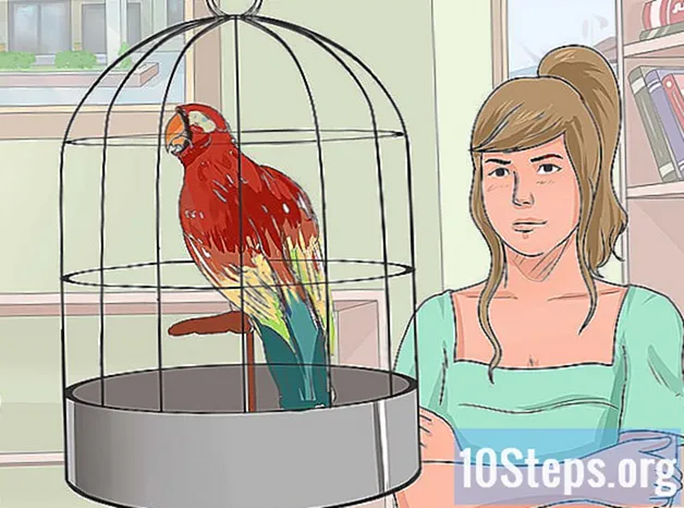 Kaip išmokyti paukštį kalbėti