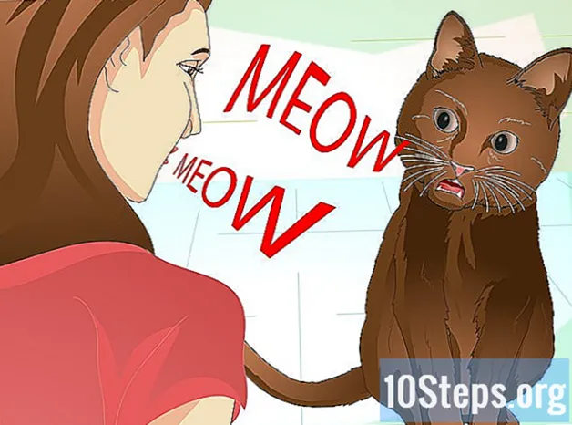Cách dạy con mèo của bạn làm những trò lừa gạt