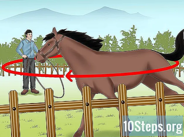 Jak nauczyć swojego konia wypadu