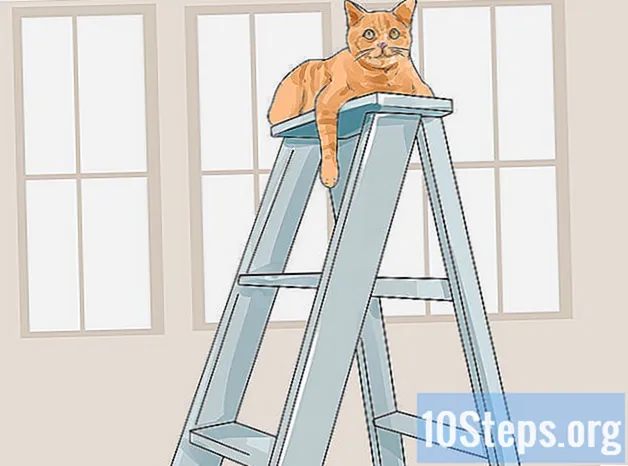איך מלמדים חתול לטפס על סולם
