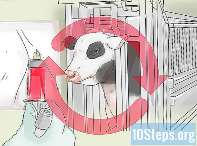 Como saber se uma vaca ou novilha está grávida - Conhecimentos