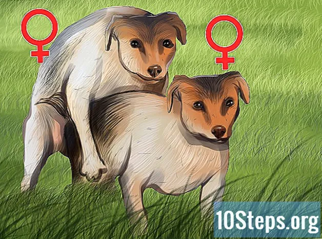 Kā uzzināt, vai suns ir meitene vai zēns