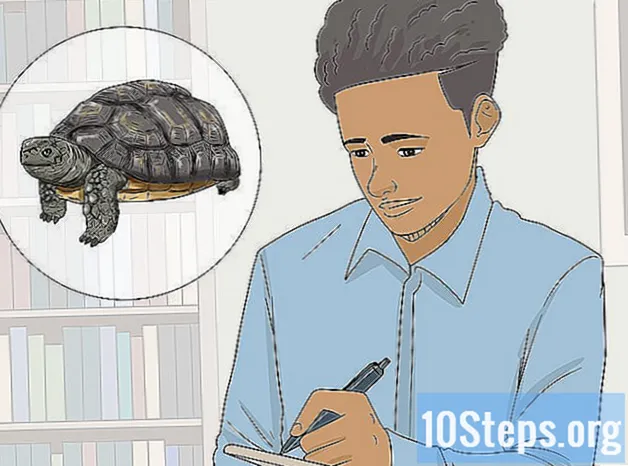 Hur man berättar sköldpaddans ålder - Kunskaper