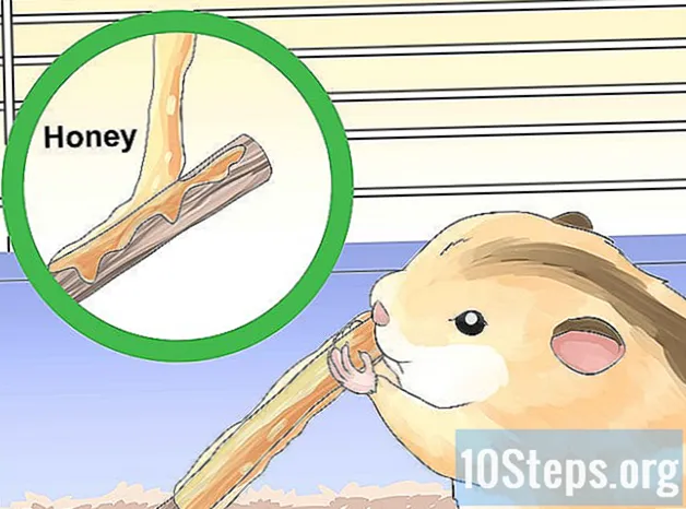 Como treinar seu hamster