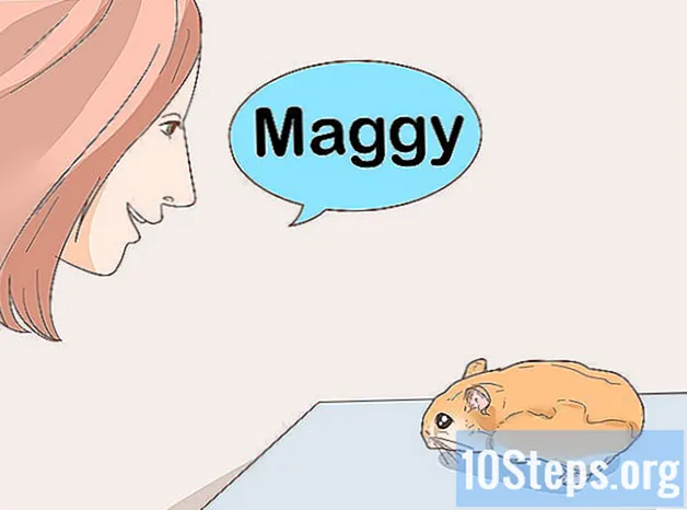 Cum să-ți antrenezi hamsterul să vină când suni - Cunostinte