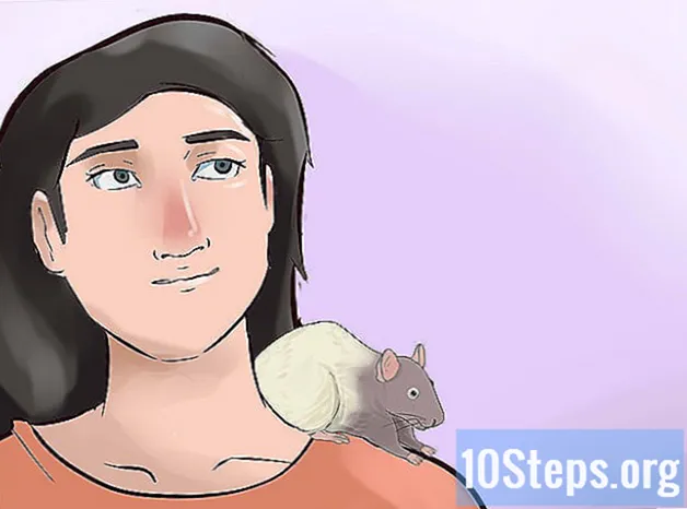 כיצד לאמן את העכברוש שלך לעשות טריקים - Knowledges