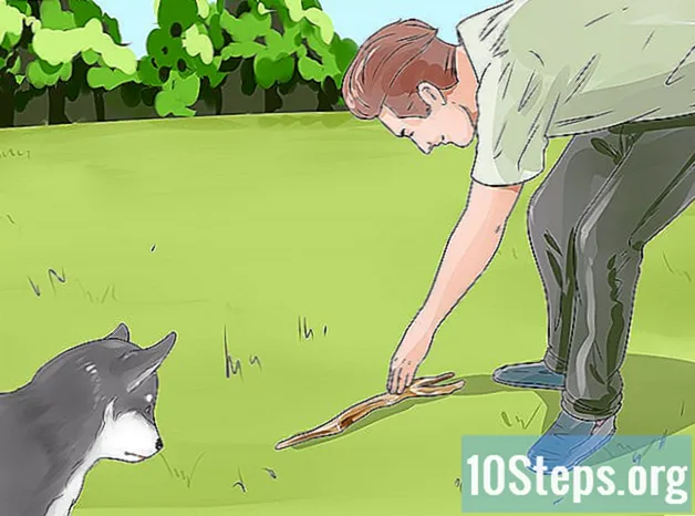 눈먼 개를 훈련하는 방법