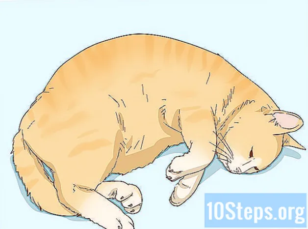 Jak wytresować kota