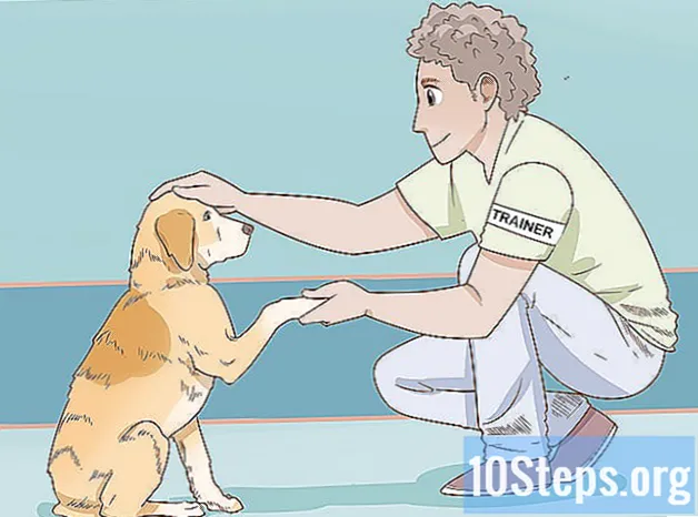 כיצד לאמן כלב טיפולי