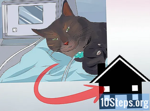 كيفية علاج سرطان القطط