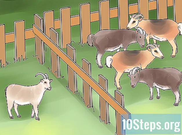 Sådan behandles geder mod flåter og lopper
