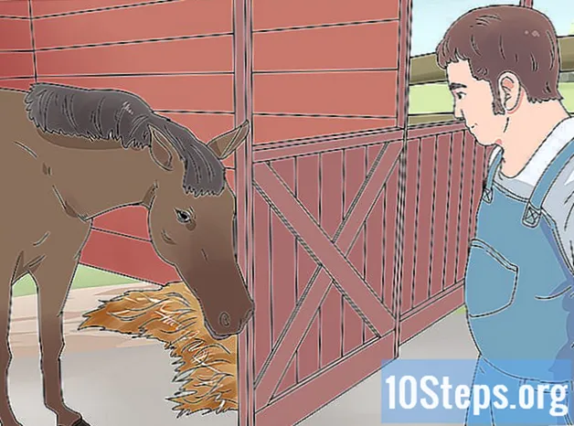 Hvordan behandle problemer med hestesyn - Kunnskaper
