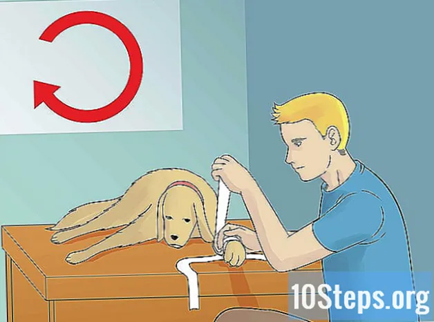 Como tratar uma unha rasgada em um cachorro