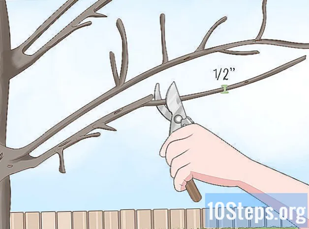 Kaip apkarpyti klevo medžius