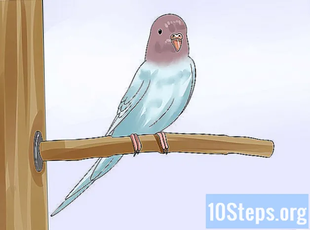 Come tagliare il becco di un uccello