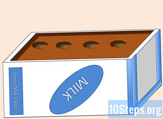 Hoe kartonnen melkcontainers voor zaailingen te gebruiken
