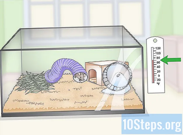 Hvordan bruke et akvarium som et musebur