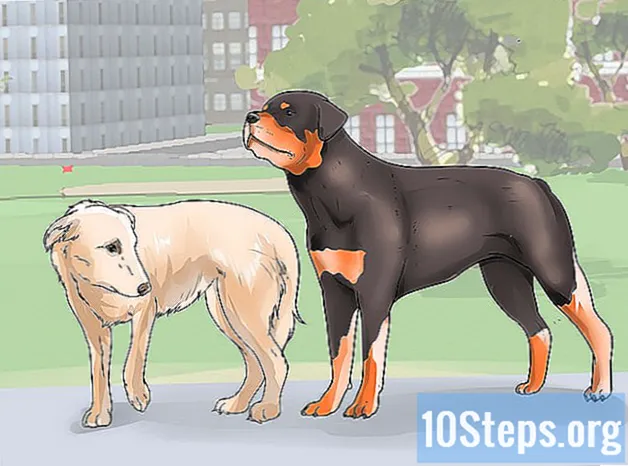 Como passear com dois cães ao mesmo tempo na guia - Conhecimentos
