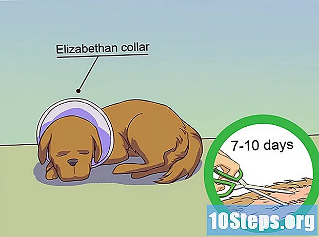 วิธีการทำให้สุนัขสงบเมื่อตัวเมียอยู่ในร่อง