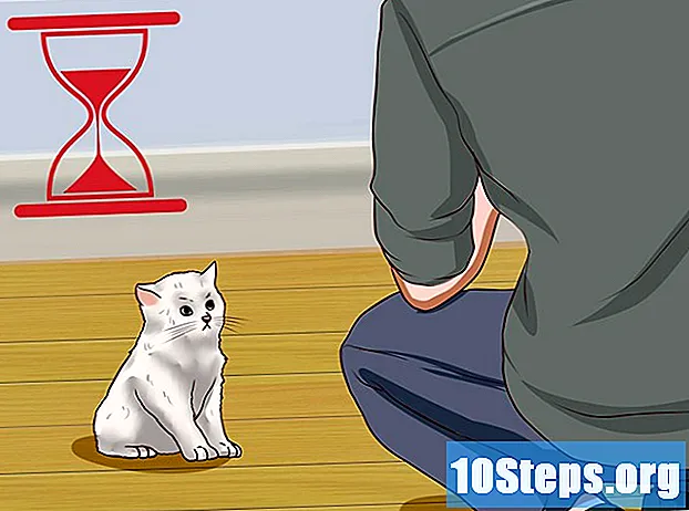 Jak uklidnit rozzlobenou kočku