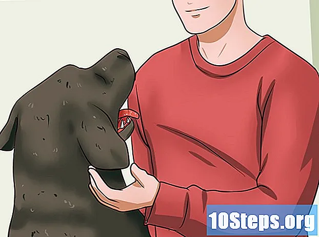 Cómo acariciar la barriga de un perro