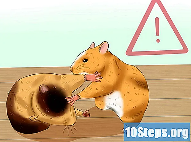 Sådan træner du en hamster - Tips