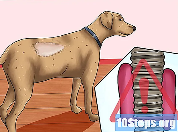 Sådan hjælper du din hund med at tabe sig