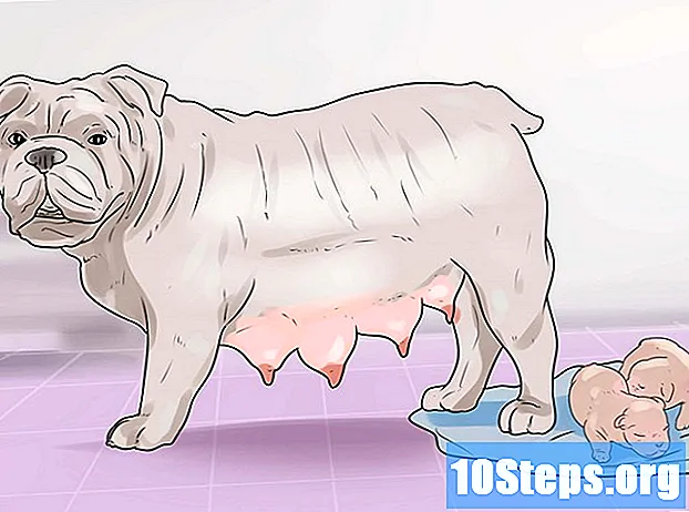 Cómo ayudar a tu perro a dar a luz