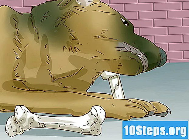 Cách giúp chó phục hồi sau khi bị gãy chân