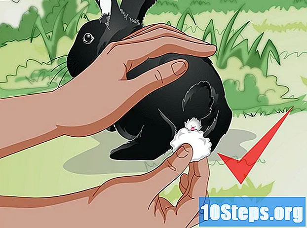 Hvordan mate ville kaniner