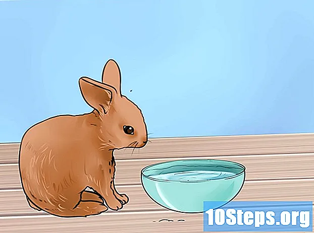 Cum să hrănești puii de iepure