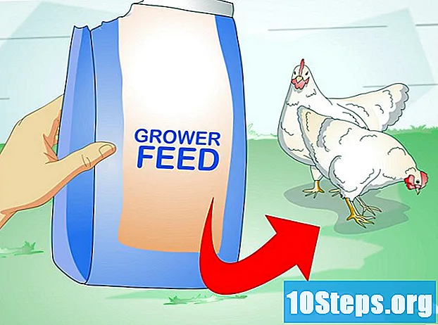 Cum să hrănești puii care depun