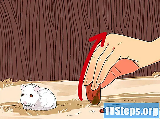 Cüce Hamster Nasıl Beslenir - Ipuçları