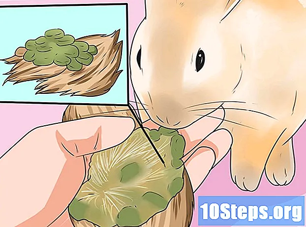 Cara Memberi Makan Kelinci Anda dengan Sayuran yang Tepat