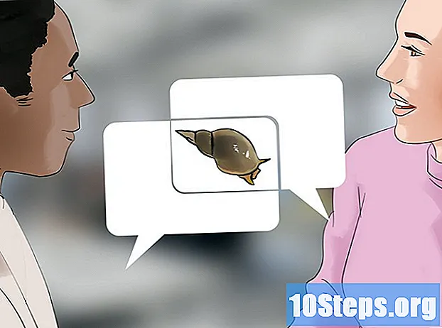 Як годувати равлика