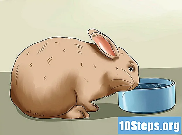 Cómo alimentar a un conejo doméstico