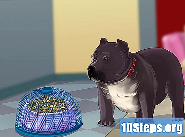 Cómo alimentar a un cachorro pitbull American Bully - Consejos