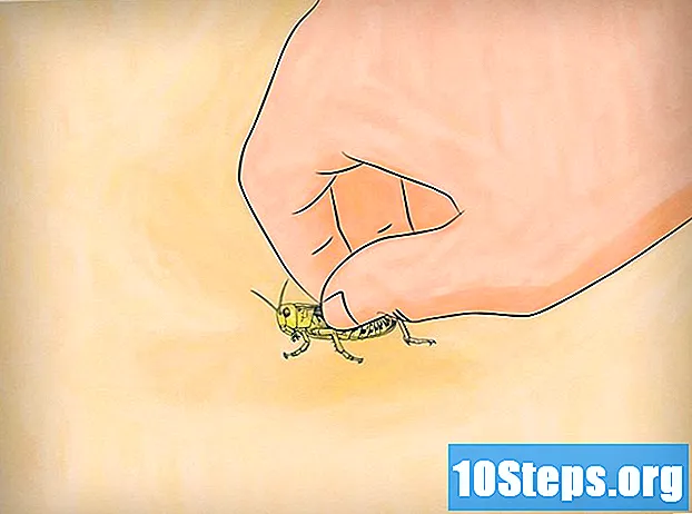 Hogyan lehet etetni a szöcskét