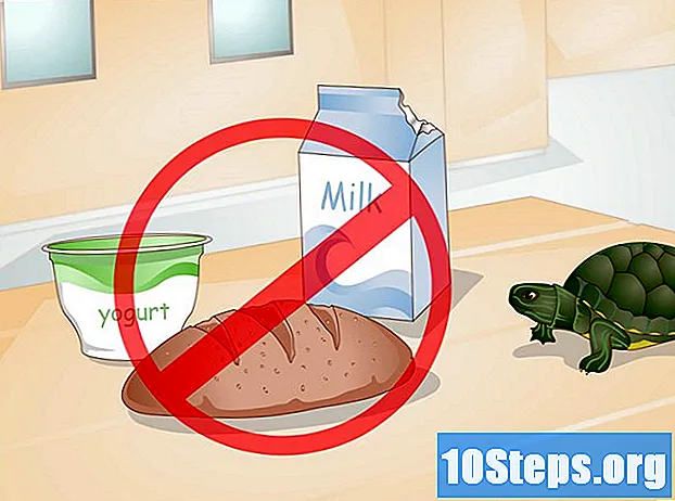 Hvordan mate en skilpadde som nekter å spise