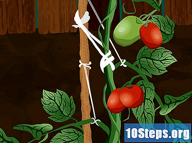 Hur man knyter tomater