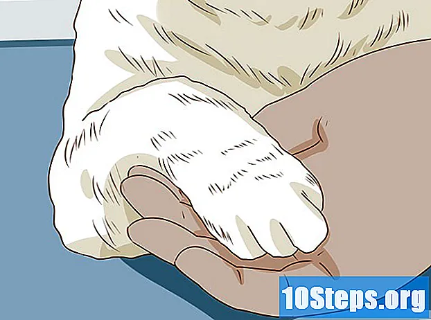 Jak oříznout nehty vaší kočky - Tipy