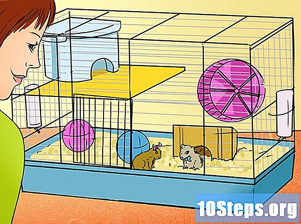 İki Cüce Hamster Nasıl Tanıtılır - Ipuçları