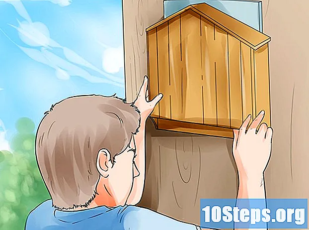 Cum să atragi liliecii în curtea ta - Sfaturi
