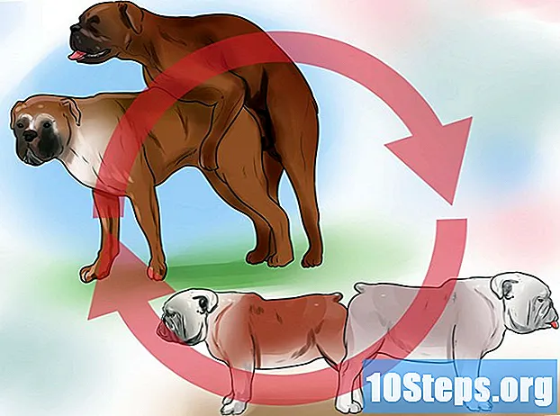 犬を飼育する方法