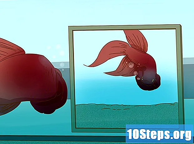 Cara Bermain dengan Ikan Betta Anda