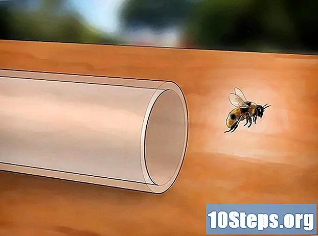 Wie man eine Biene fängt, ohne gestochen zu werden